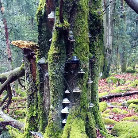 Gasthof-hotel Dilger *